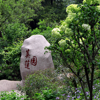 四季花木观赏指南-（荚蒾）