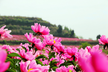 四季花木观赏指南-（芍药）