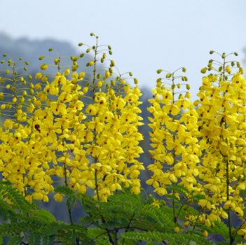 天府文化·成都观花记（乡土植物）