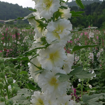 天府文化·成都观花记（蜀葵）