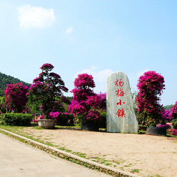 四季花木观赏指南-（杨梅） 