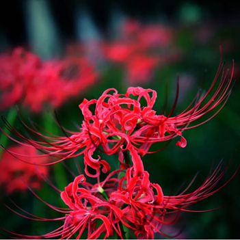 “彼岸花”红透抖音！成都这些网红开花地