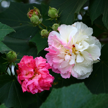 四季花木观赏指南-（芙蓉花）