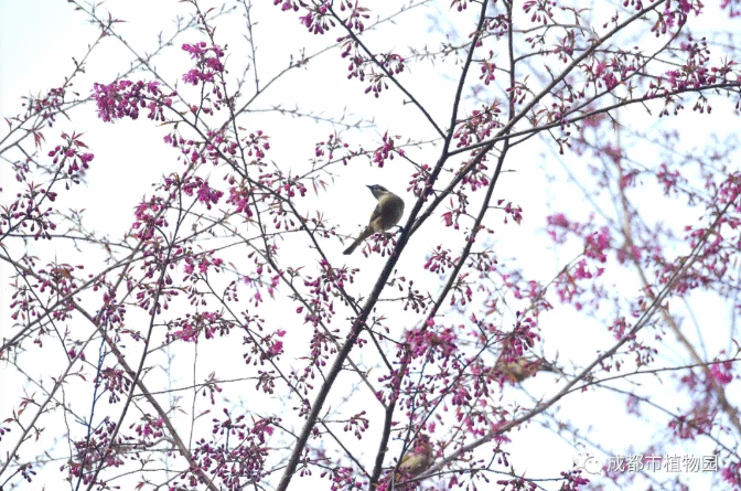 成植冬日“樱”你而美