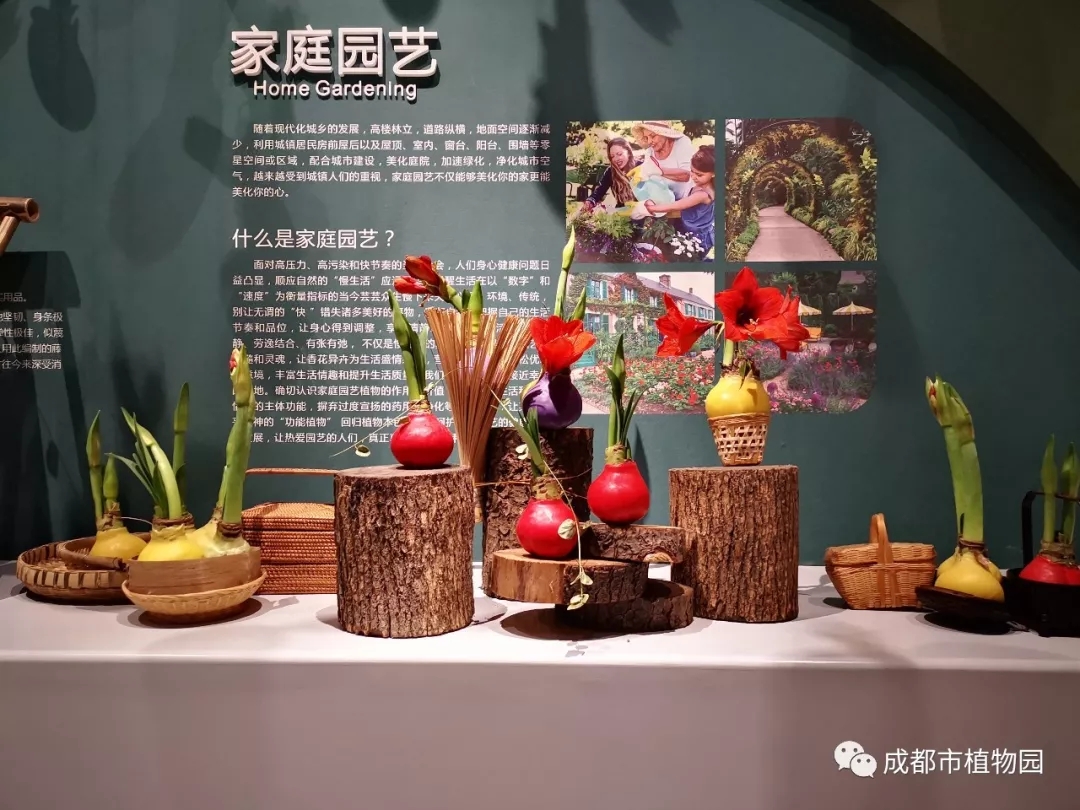 云游成植_“朱帘璧合，红运当头”之朱顶红花艺展