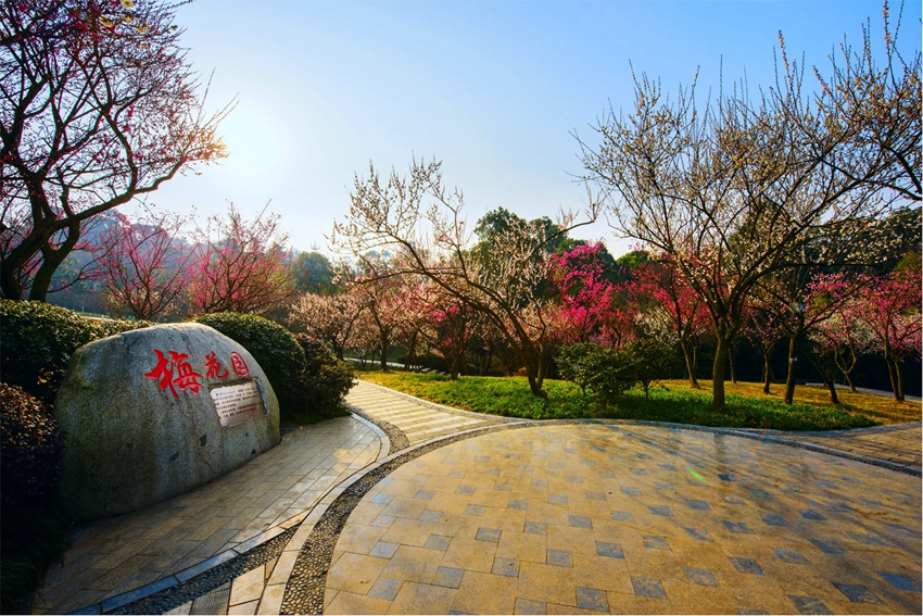 云游成植之梅花园