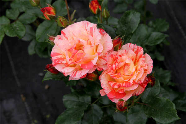 四季花木观赏指南--玫瑰