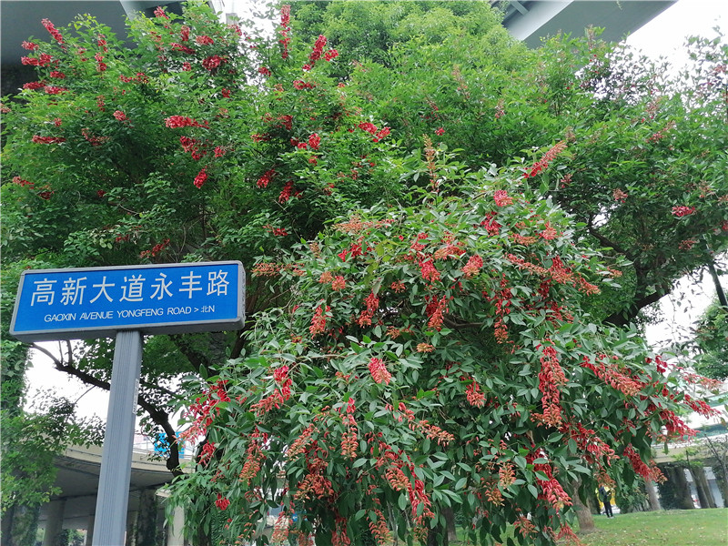 四季花木观赏指南--鸡冠刺桐