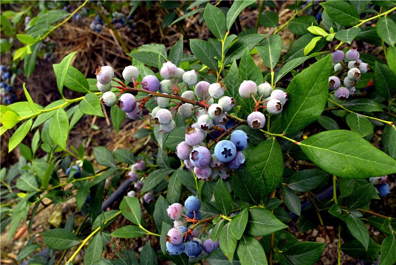 四季花木观赏指南--蓝莓