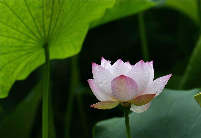 四季花木观赏指南--荷花