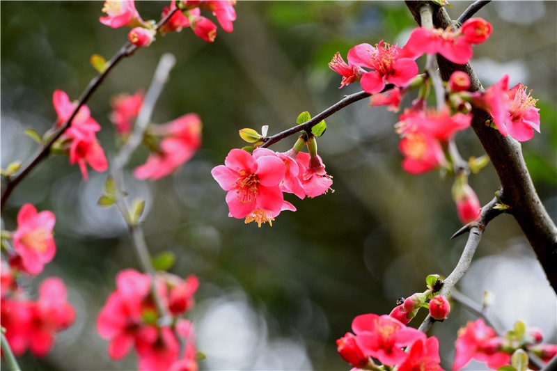 四季花木观赏指南--海棠