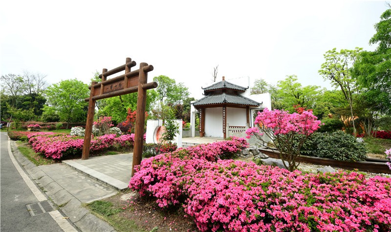 宜兴杜鹃花基地图片