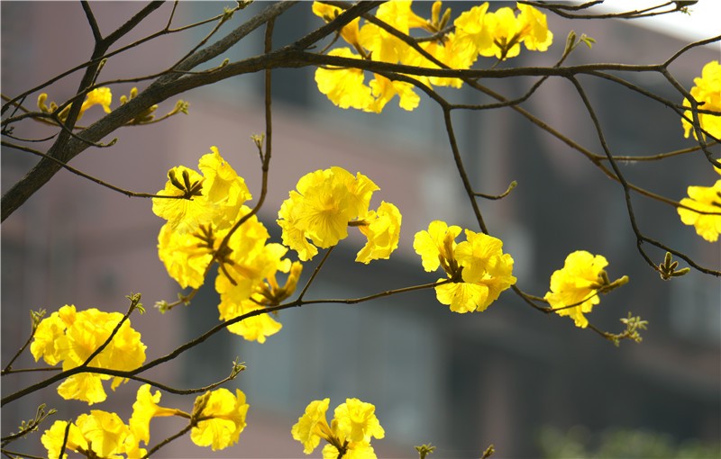 四季花木观赏指南--黄花风铃木