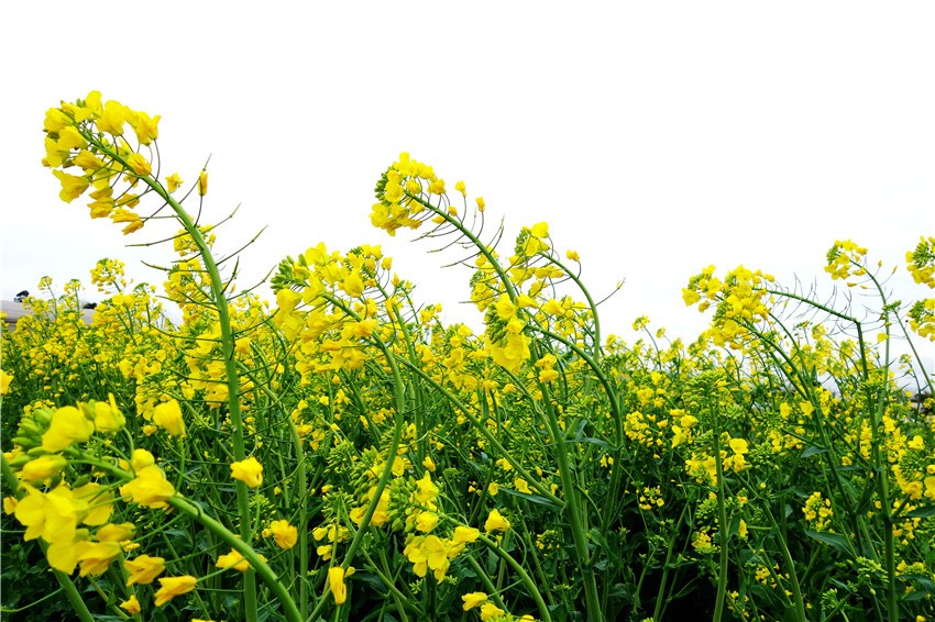 四季花木观赏指南-油菜花