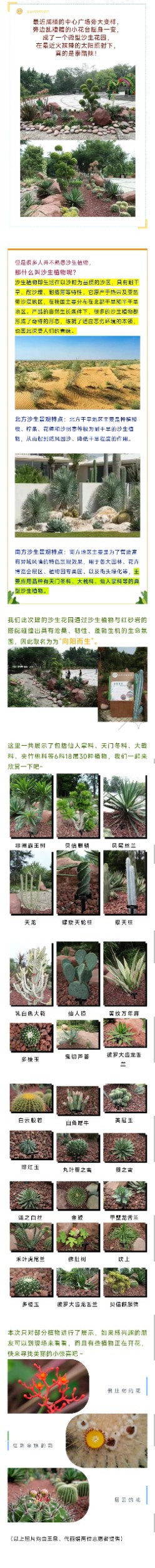 “向阳而生”-成植的微型沙生花园