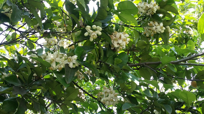 四季花木观赏指南--柚花