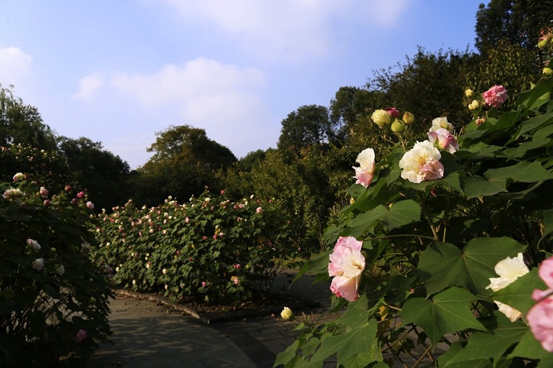 四季花木观赏指南--芙蓉