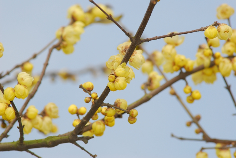 四季花木观赏指南--蜡梅