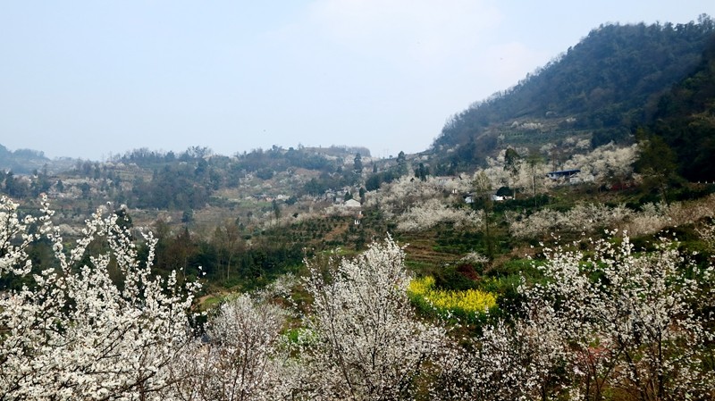 四季花木观赏指南--樱桃花