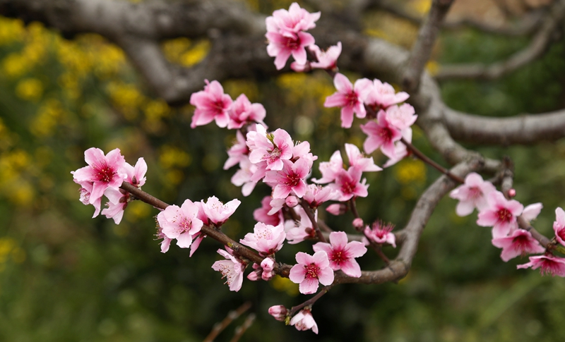 四季花木观赏指南--桃花